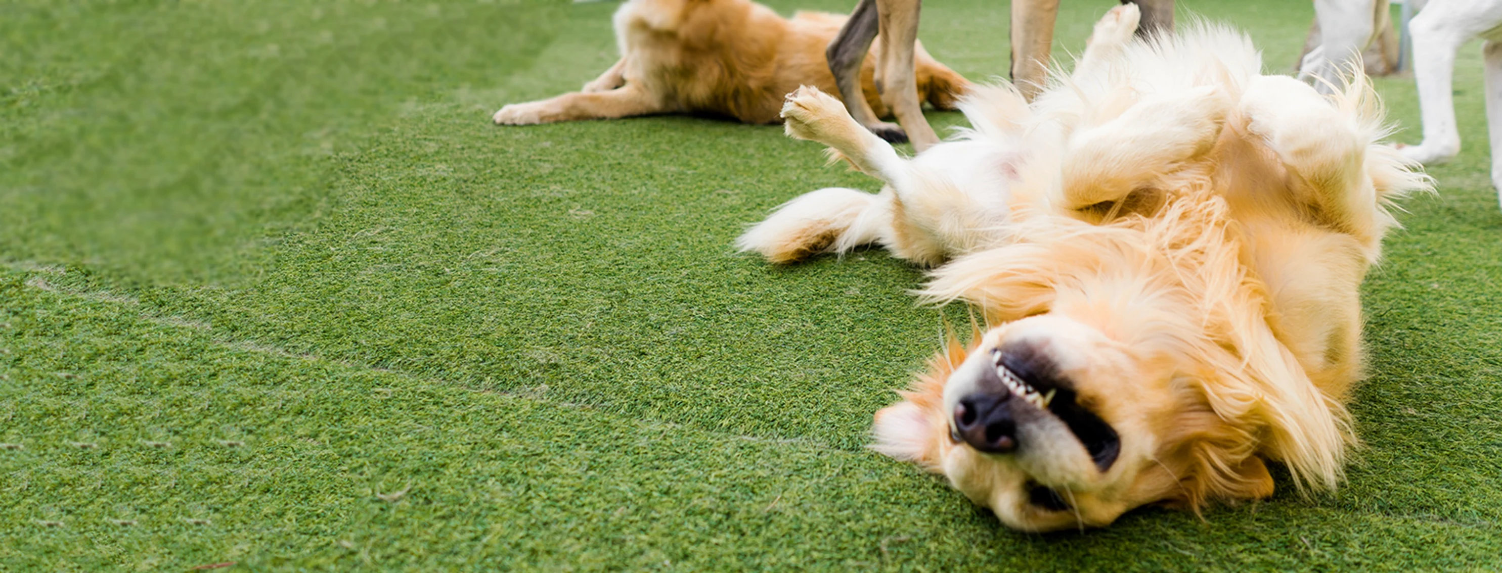 PetSuites Happy Dog Rolling PetSuites Happy Dog Rolling