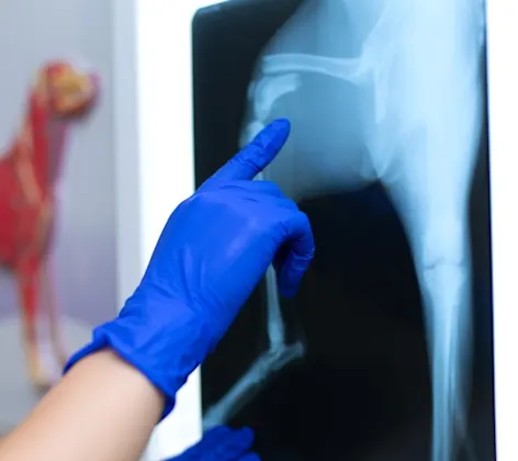 Veterinarian examining a dog's x rays Veterinarian examining a dog's x rays
