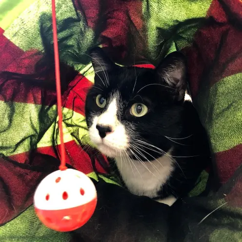Cat in a Red/Green Tunnel with a Dangling Ball