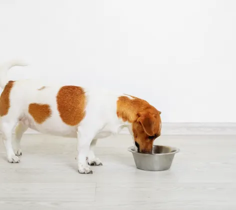 Jack Russell Terrier eating