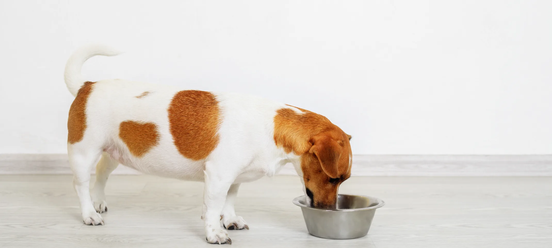 Jack Russell Terrier eating