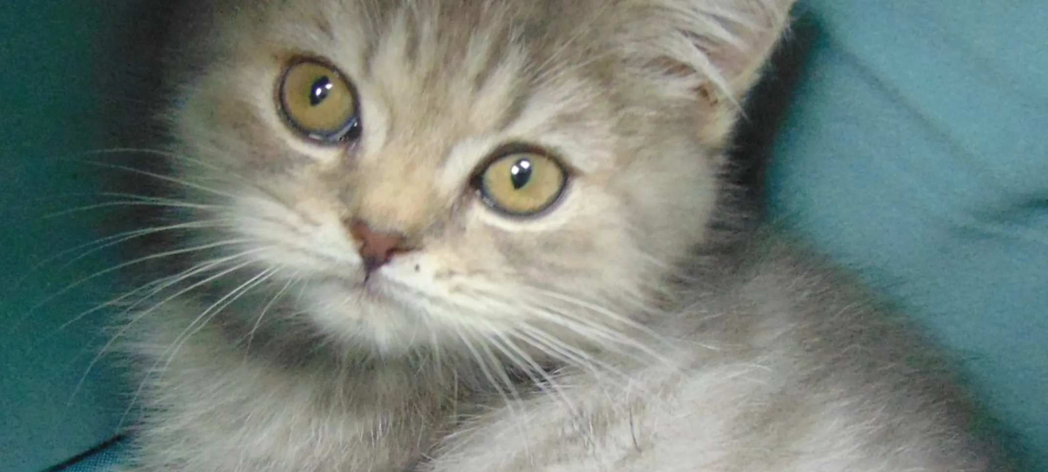 Gray tabby kitten Gray tabby kitten