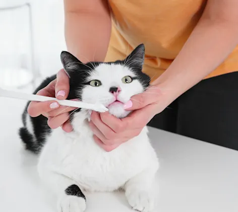 White cat with toothbrush