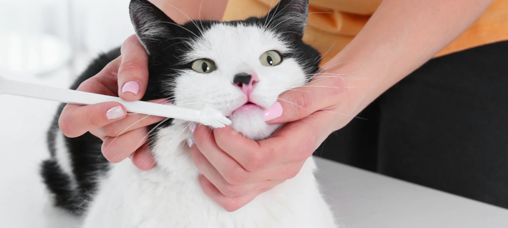 White cat with toothbrush White cat with toothbrush