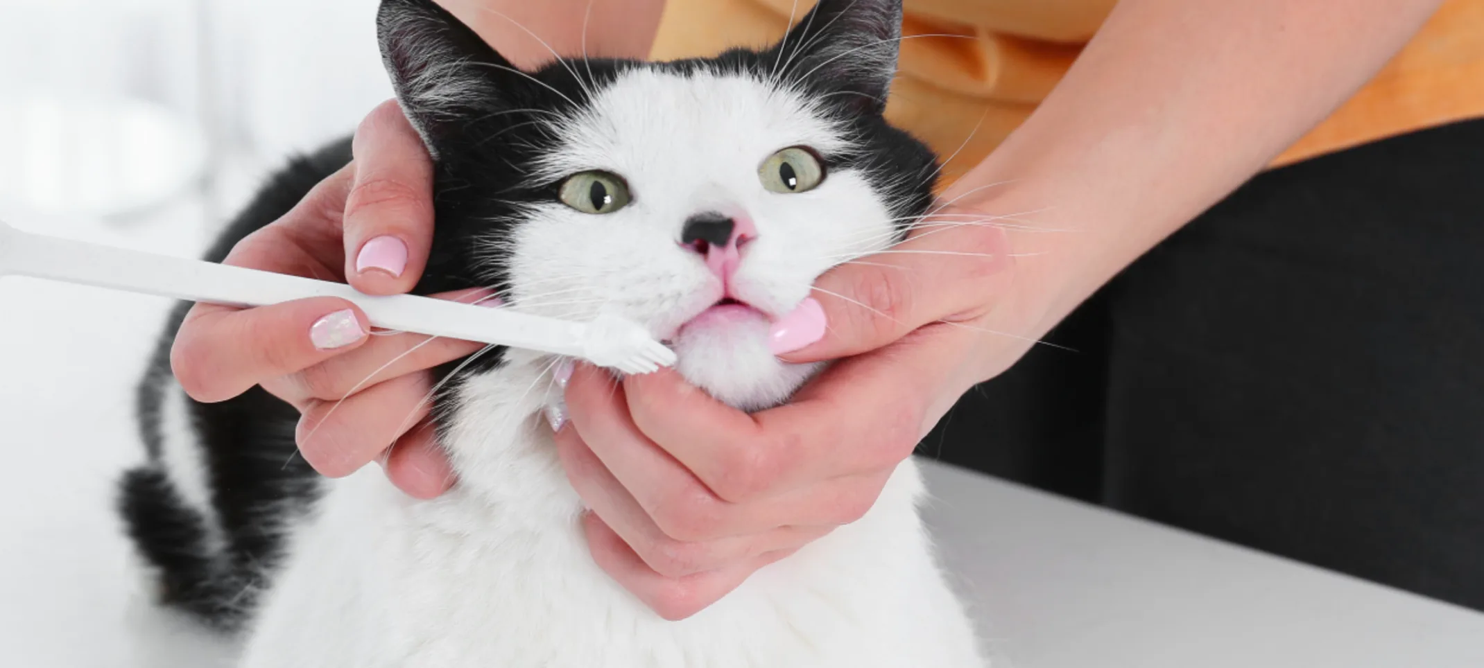 White cat with toothbrush