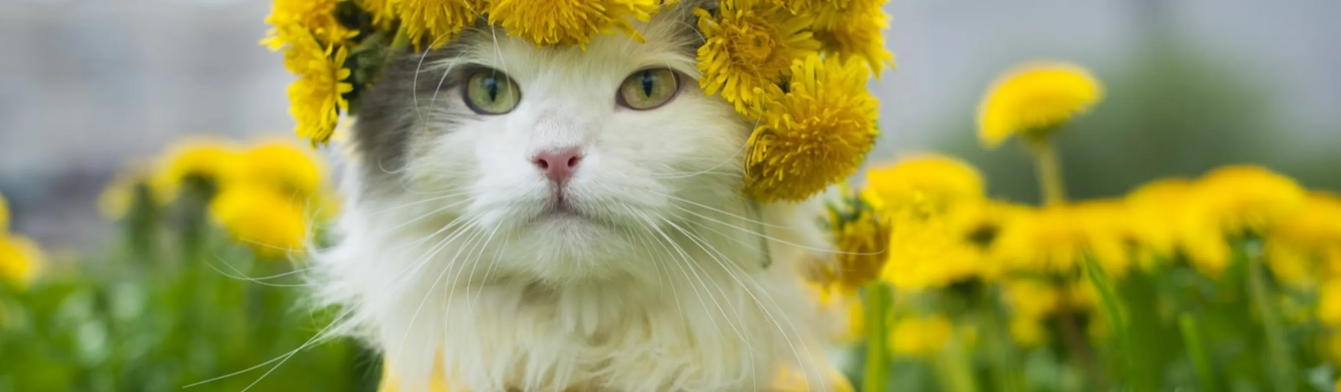 Cat wearing yellow collar shirt and flower crown Cat wearing yellow collar shirt and flower crown