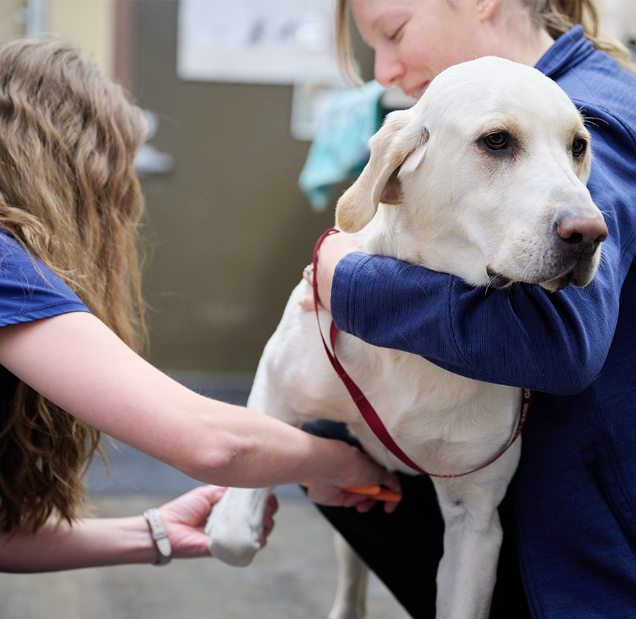 A dog being examined by two technicians