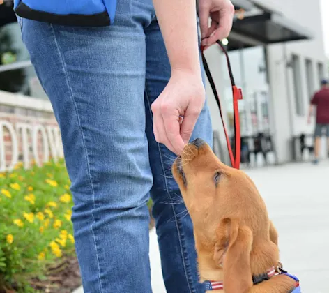 Obedience Training at Animal Medical Center of Hattiesburg. Obedience Training at Animal Medical Center of Hattiesburg.