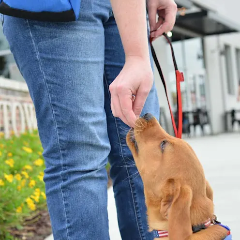 Obedience Training at Animal Medical Center of Hattiesburg. Obedience Training at Animal Medical Center of Hattiesburg.