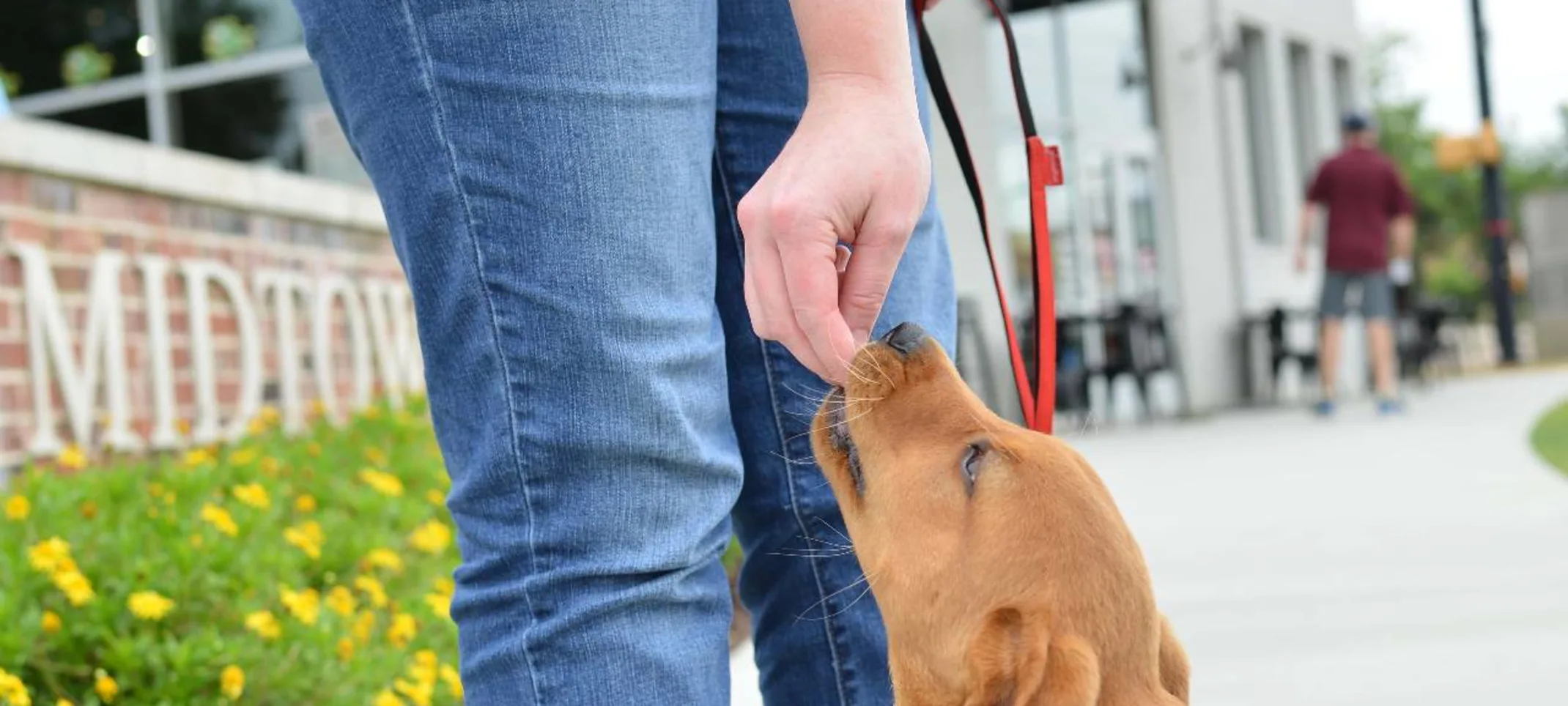 Obedience Training at Animal Medical Center of Hattiesburg. Obedience Training at Animal Medical Center of Hattiesburg.