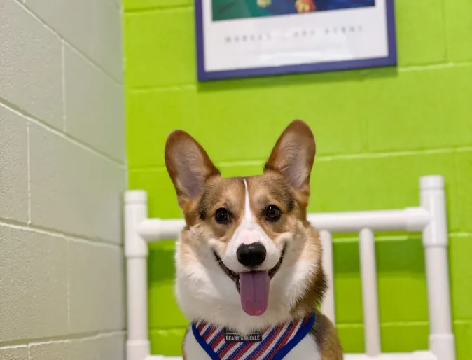 A dog sits on a yellow bed and smiles