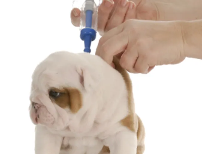 Puppy getting vaccine Puppy getting vaccine