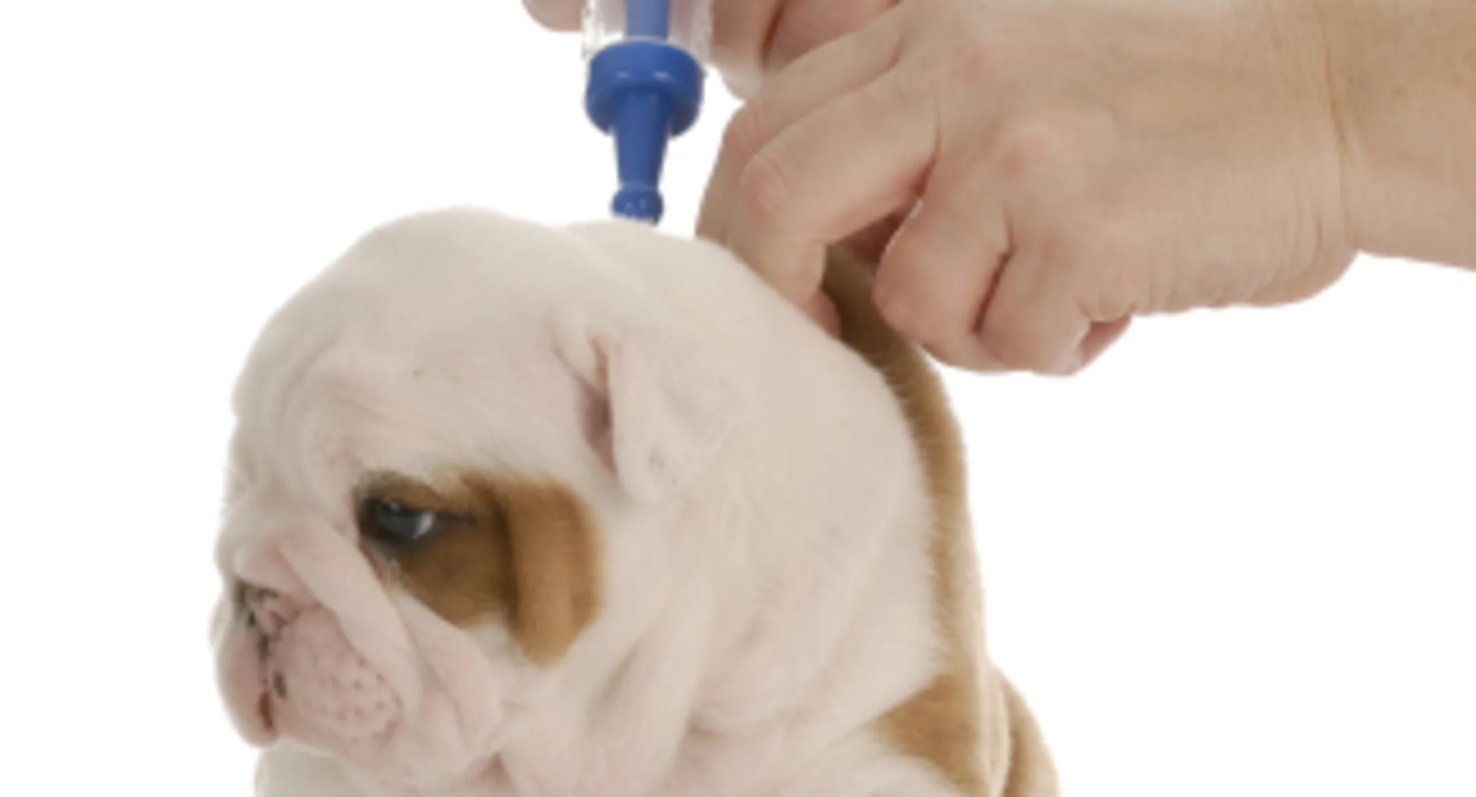 Puppy getting vaccine Puppy getting vaccine