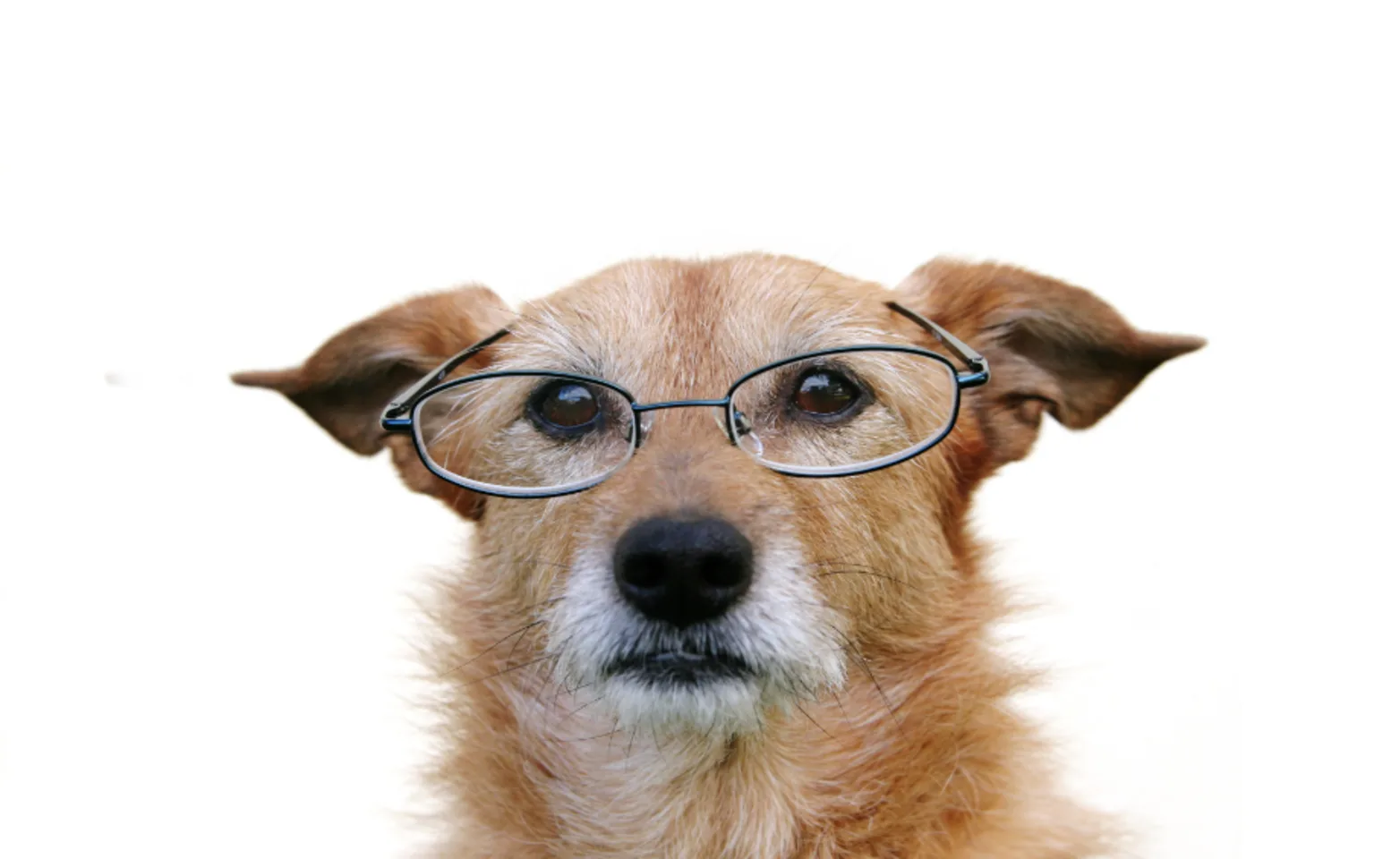 Dog with glasses Dog with glasses