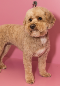 Dog with pink background