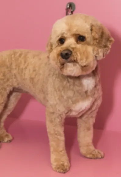 Dog with pink background Dog with pink background