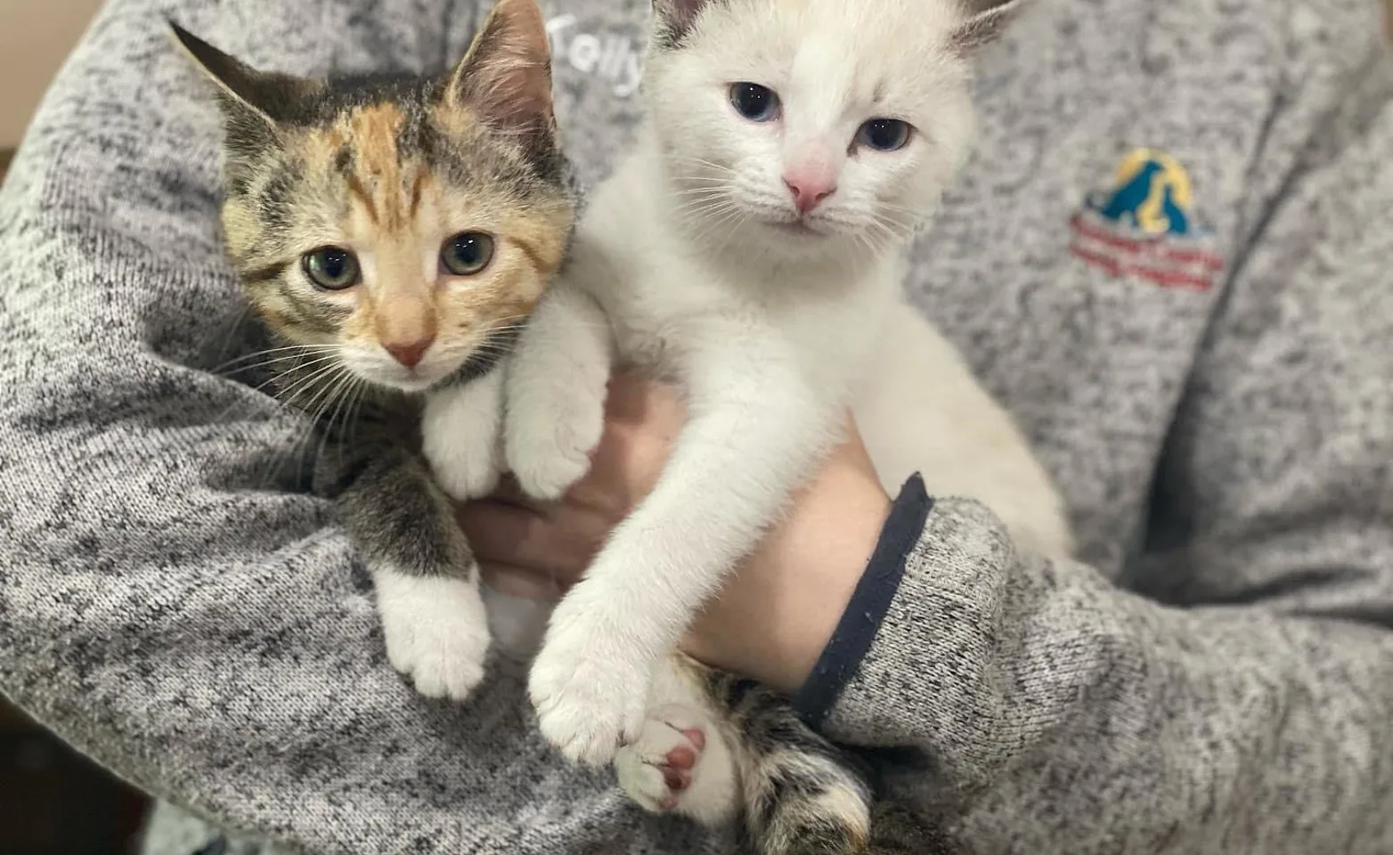 A veterinarian holding two cats A veterinarian holding two cats