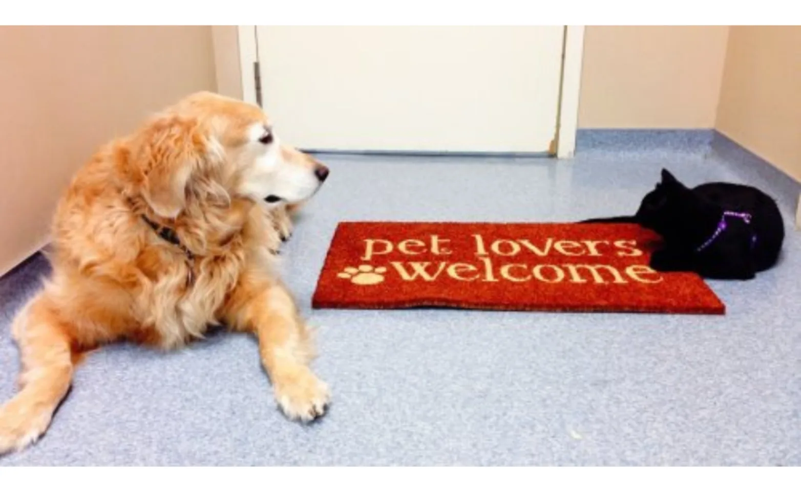 Cat and dog laying on the floor next to a welcome mat Cat and dog laying on the floor next to a welcome mat