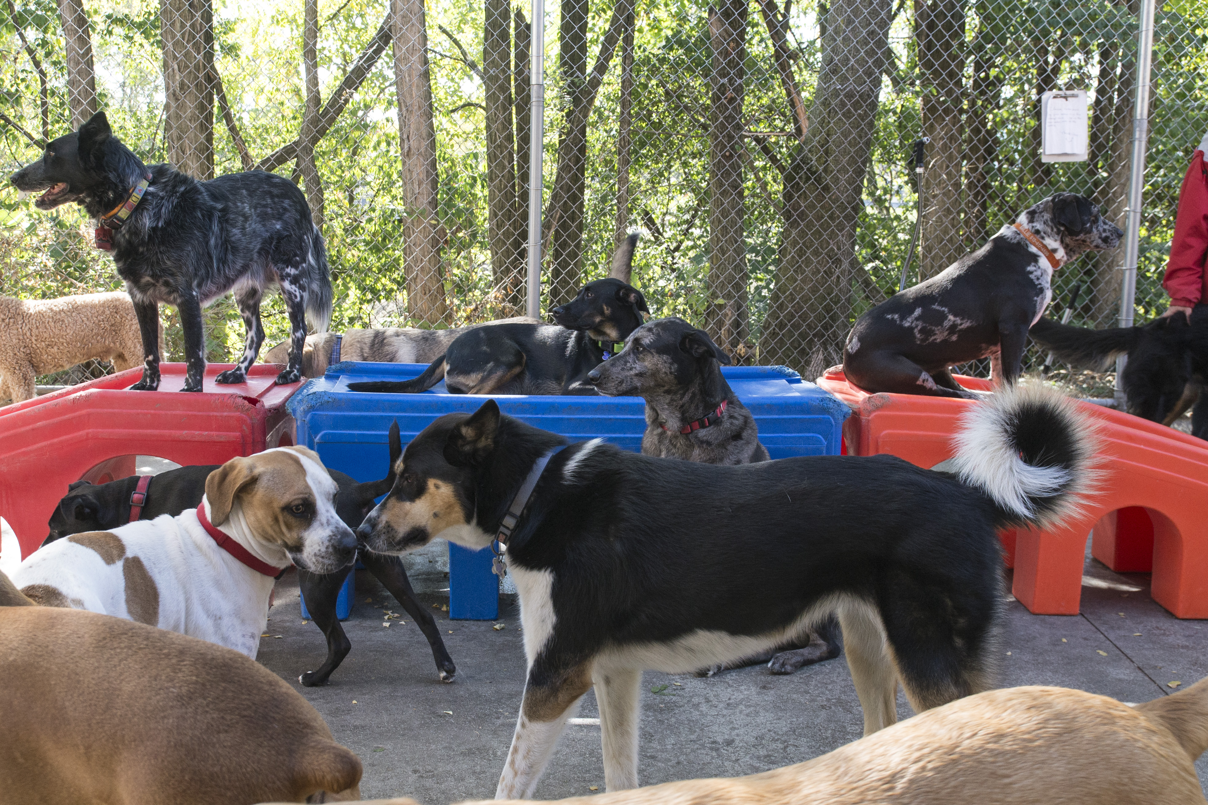 The Pet Spot Doggie Care