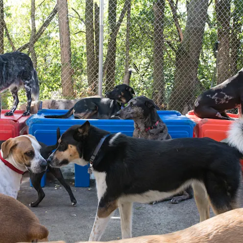 The Pet Spot Doggie Care The Pet Spot Doggie Care