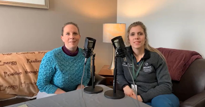 Animal Blood Donors and Blood Donations video for Blood Bank 