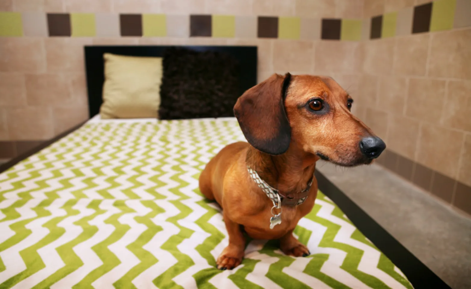 A Boarding Room Suite at Pooch Hotel with a Brown Dachshund (Dog) sitting on the bed A Boarding Room Suite at Pooch Hotel with a Brown Dachshund (Dog) sitting on the bed