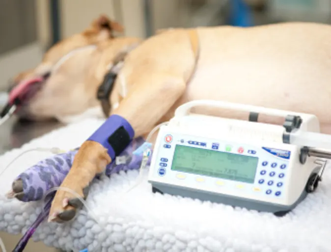 Dog under Anesthesia at Veterinary Emergency and Referral Hospital of West Toronto Dog under Anesthesia at Veterinary Emergency and Referral Hospital of West Toronto