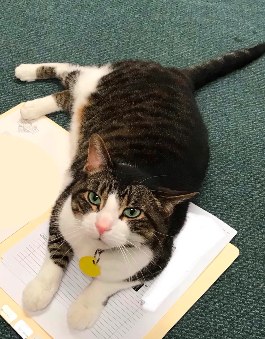 Scampers the clinic cat Scampers the clinic cat