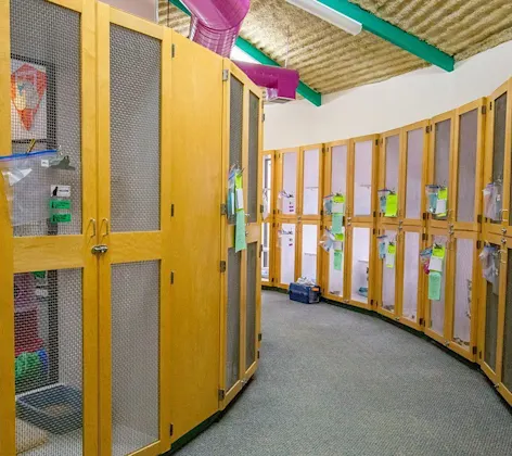 Cat kennels Cat kennels