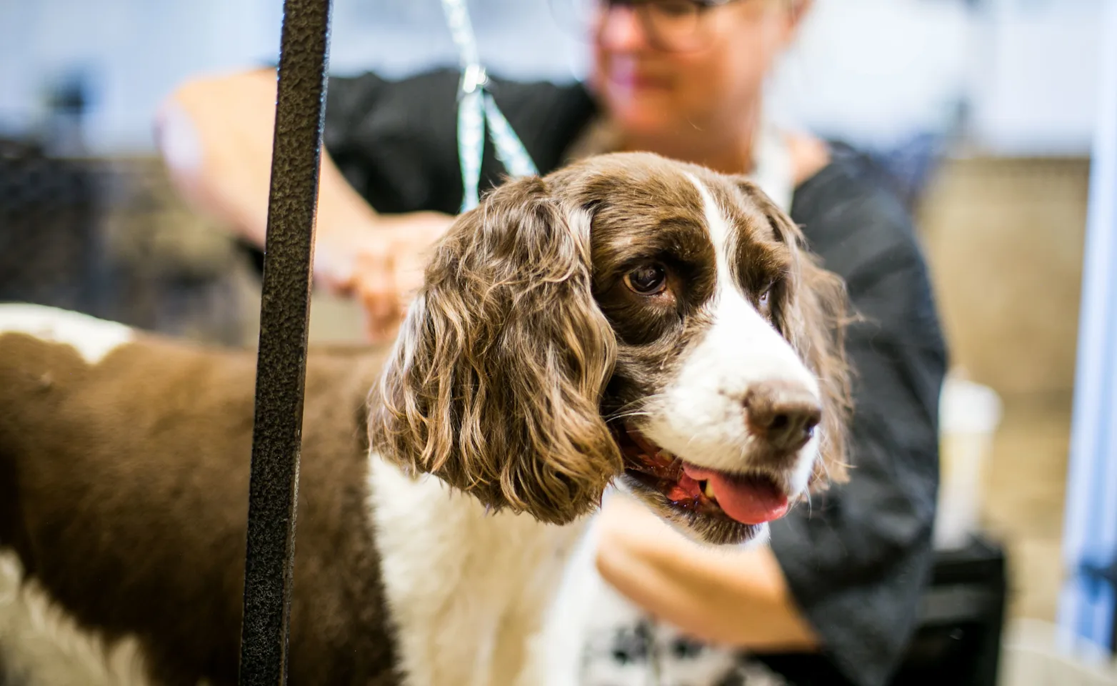 Dog grooming Dog grooming
