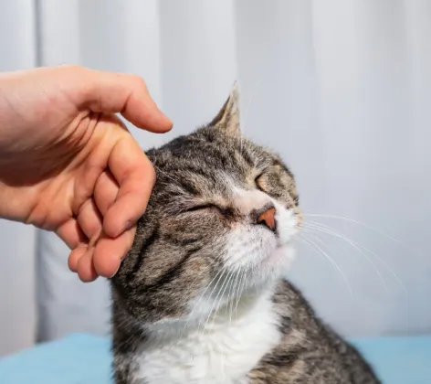 Hand petting cat with its eyes closed
