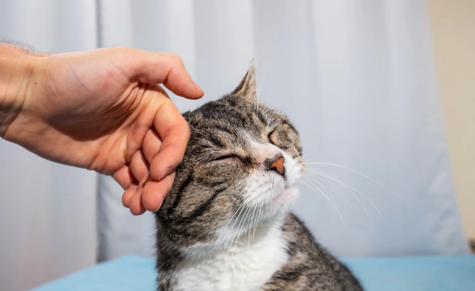 Hand petting cat with its eyes closed