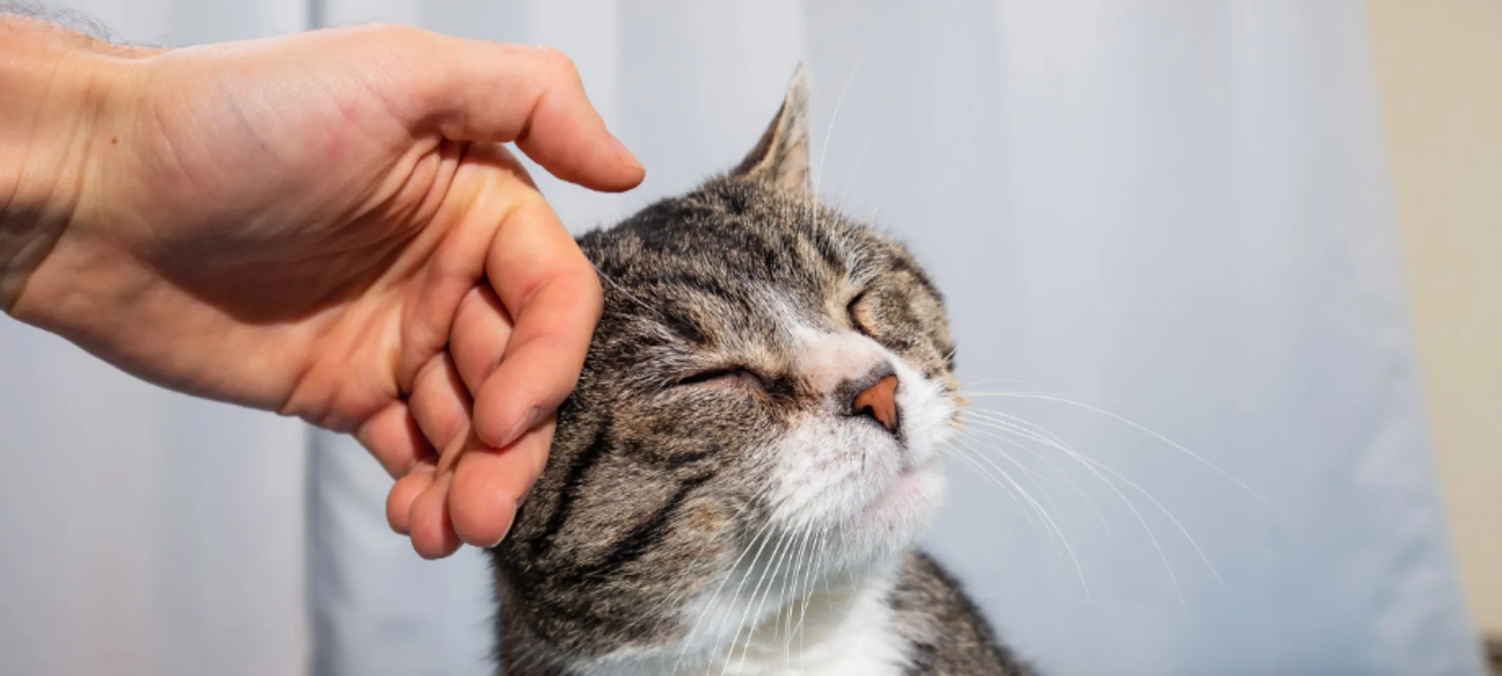 Hand petting cat with its eyes closed