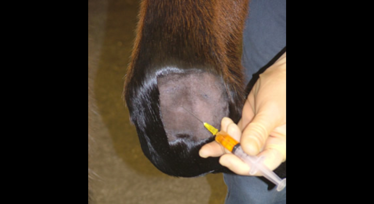 Injection to a horse's hoof
