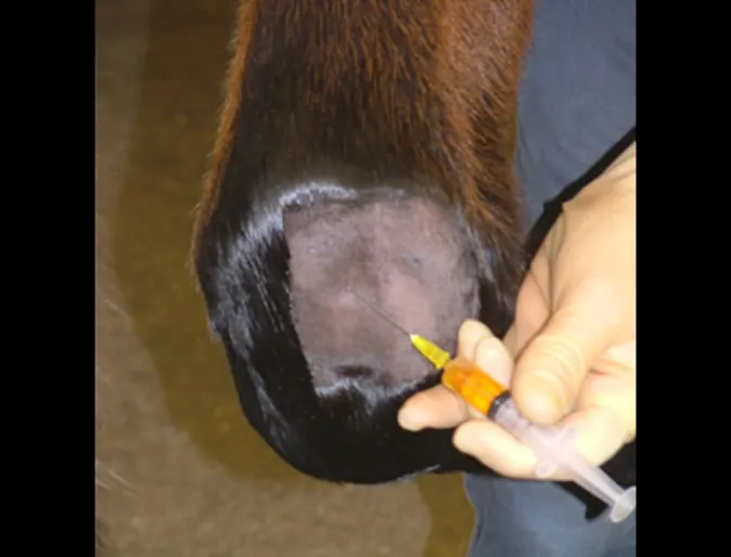 Injection to a horse's hoof Injection to a horse's hoof