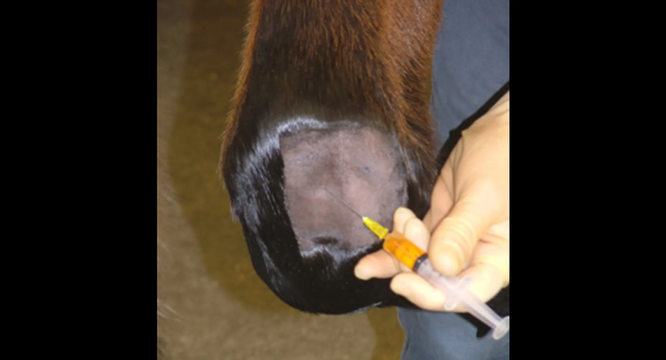 Injection to a horse's hoof Injection to a horse's hoof