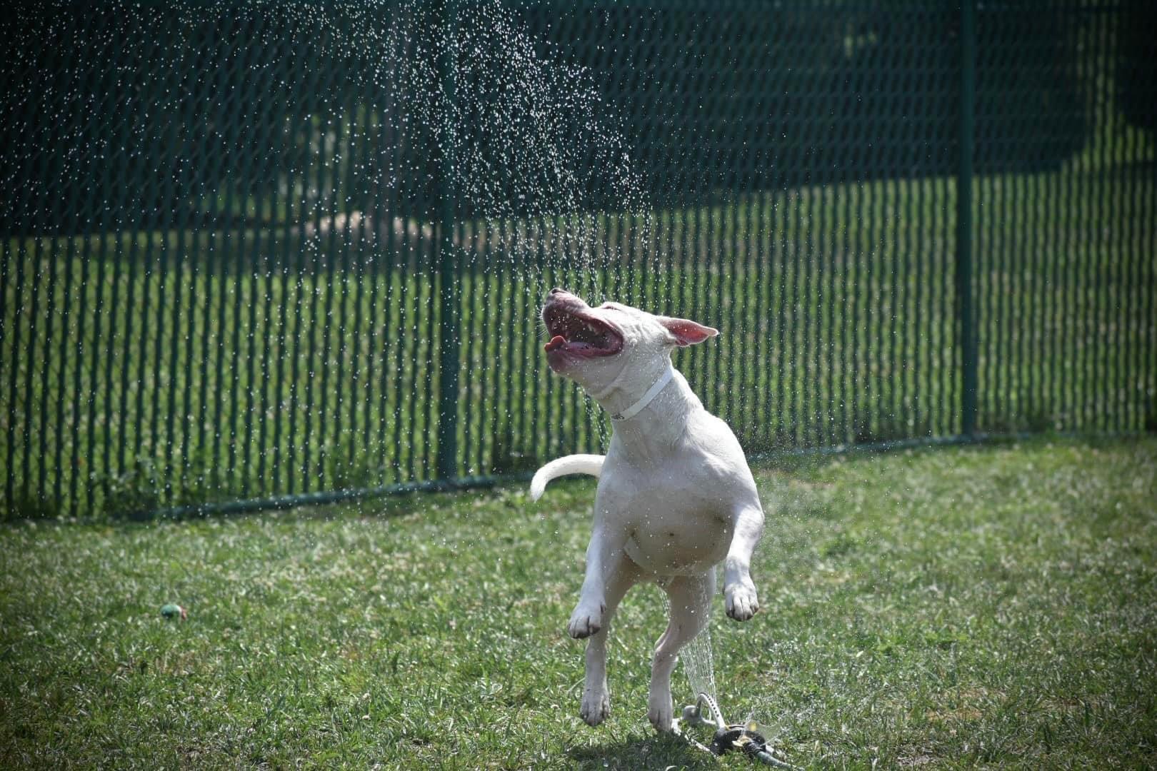 Dog jumping in air as water from sprinklers  playfully hits him in face