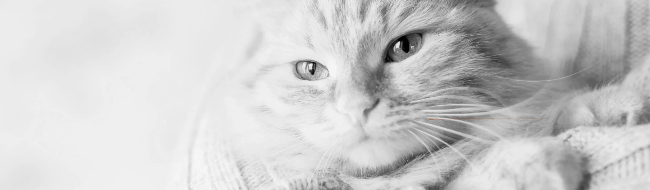 A cat being held and looking to the left A cat being held and looking to the left