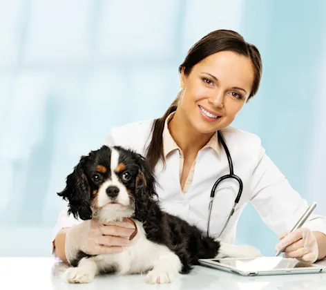 vet holding cavalier vet holding cavalier