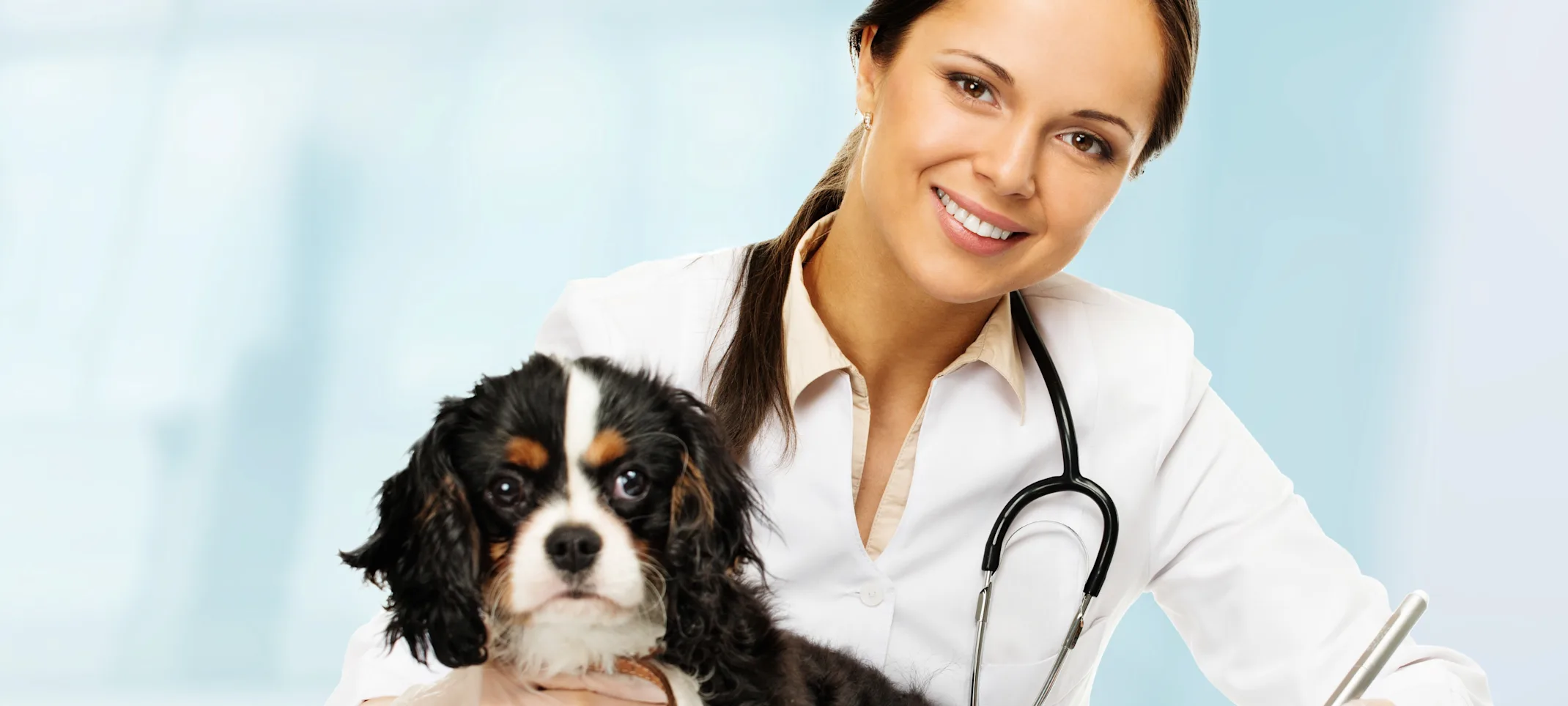 vet holding cavalier vet holding cavalier
