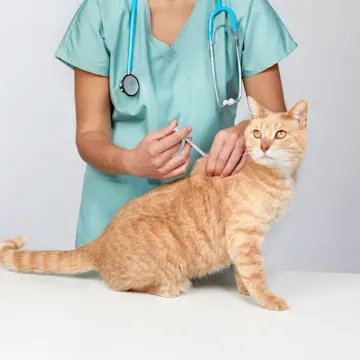 Cat receiving injection at clinic Cat receiving injection at clinic