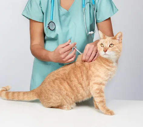 Cat receiving injection at clinic