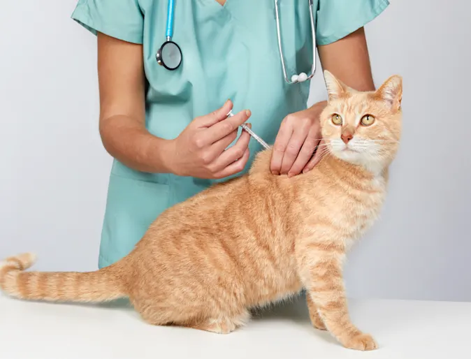 Cat receiving injection at clinic Cat receiving injection at clinic