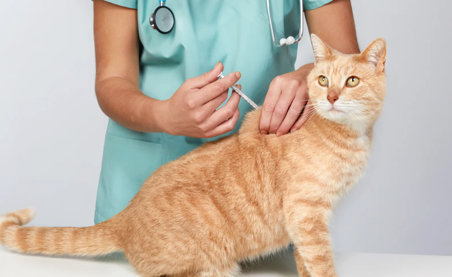 Cat receiving injection at clinic Cat receiving injection at clinic