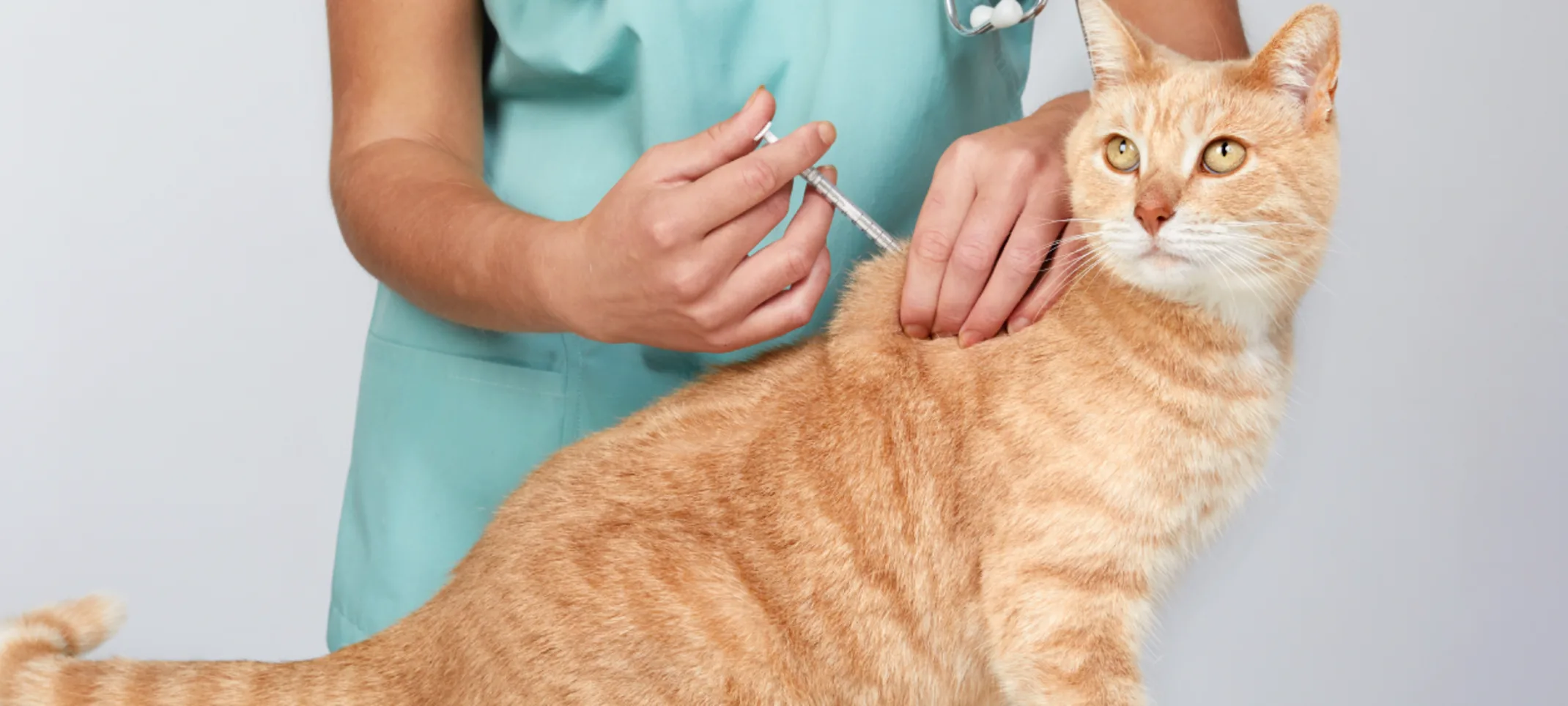 Cat receiving injection at clinic