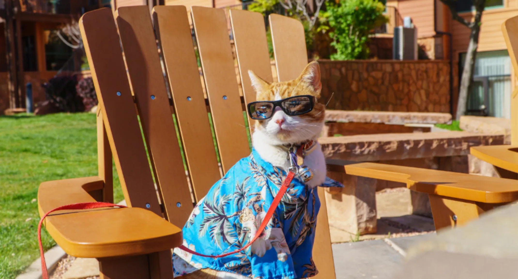 Orange and white cat sitting in a chair with a tropical shirt and sunglasses on Orange and white cat sitting in a chair with a tropical shirt and sunglasses on