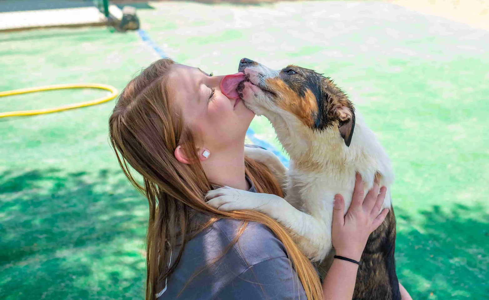 Dog at dog daycare in Bowhaus Colorado Dog at dog daycare in Bowhaus Colorado