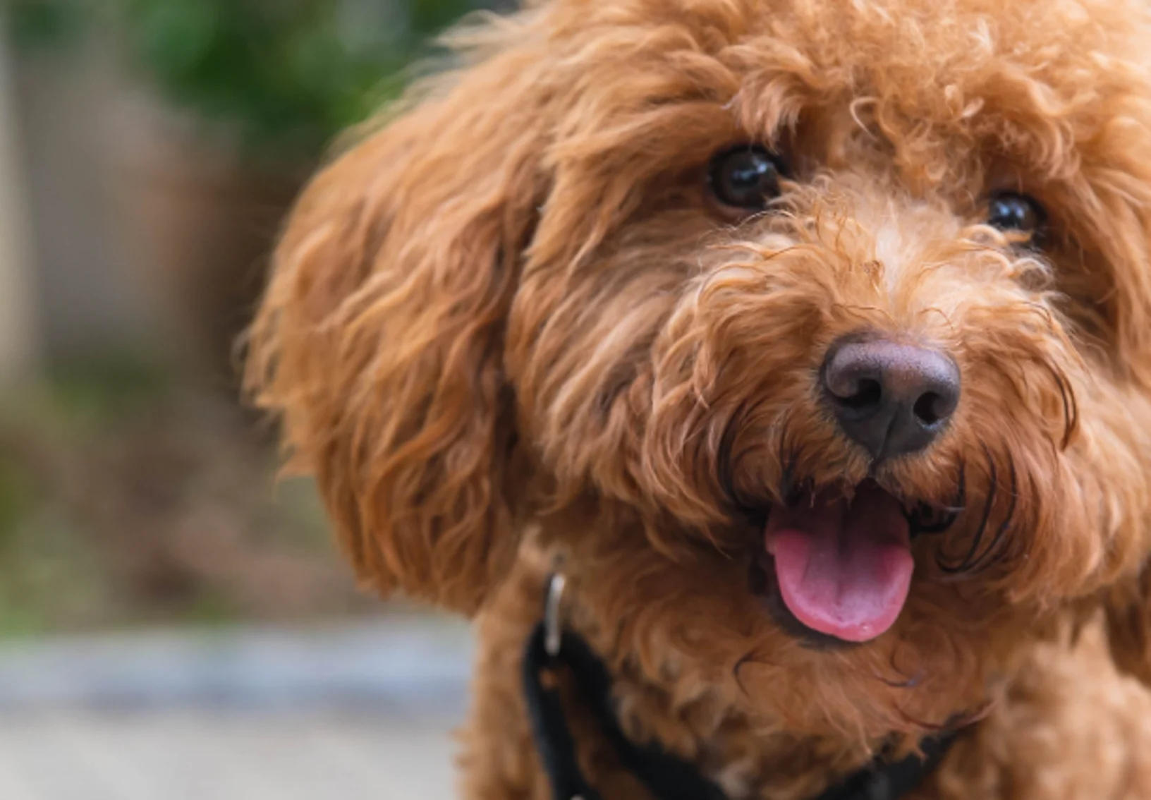 Dog standing with tongue out Dog standing with tongue out