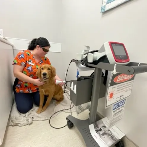 Laser Therapy Laser Therapy