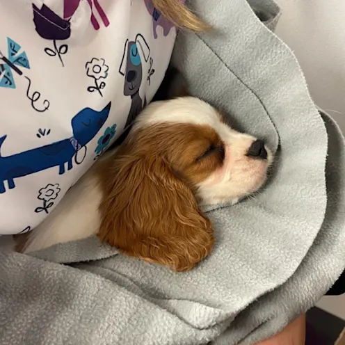 Small Puppy Sleeping at Ferry Farm Animal Clinic Small Puppy Sleeping at Ferry Farm Animal Clinic